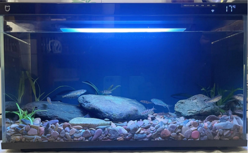 智能鱼缸